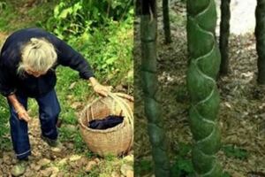 大媽上山砍竹子曬衣服，發現竹子「十分奇特」，帶回家兒子跳起來大喊：我們家要發財了