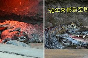 鱷魚夫妻結婚50年生的都是「空包蛋」　獸醫檢查完忍不住流淚：真的太小...