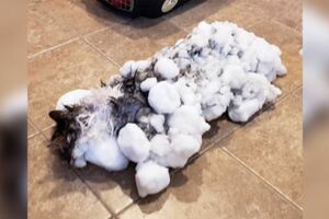 貓咪-13度偷溜出門凍成雪糰　獸醫解凍還原「蓬毛美貓」變超乖