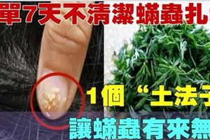 床單7天不清潔蟎蟲紮堆，教你1個土法子，讓蟎蟲再也不敢來