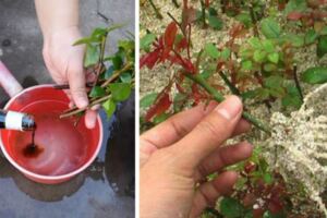 要想生根快，用什麼方法？陽台花園菜園為您解答。