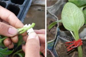 蔬菜嫁接有哪些好處？、緩解重茬不利影響，大幅減少病蟲害發生率