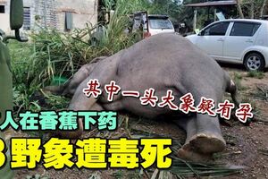 3野象誤食有毒香蕉死亡