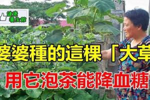 婆婆在家門前種的「大草」，用它來泡茶能「降血糖」婆婆一年得喝掉一大棵