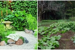 退休後與老伴「擁有一個菜園」！低頭種菜抬頭看花「想吃什麼自給自足」相約好友一起純真變老