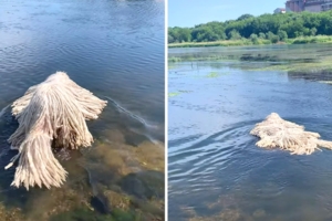 湖中怎麼有拖把在漂？　超萌「抹布犬」在水中太像洗拖把啦～