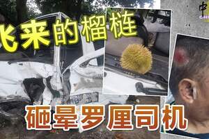 「飛來」的榴槤砸暈羅釐司機