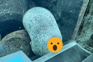 有間諜？水族箱裡驚見「岩石」長眼睛　網驚：怎麼是你啦