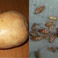 用樟腦丸滅蟑螂根本不夠力，老婆婆只用一顆「馬鈴薯」就斬草除根，殺死一大片！