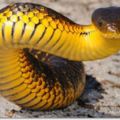 在野外看見「黑金美蛇」想抓回蒐藏，專家卻怒喊：「快點逃！」1000萬年來最毒的蛇原來是...