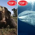 5個「地球上壽命最長」的生物！#1「它」竟然能再次生長不會死！