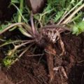 蒲公英的根勝過冬蟲夏草，小植物大作用！