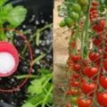 「盆栽番茄」用了一種東西，結的果子吃都吃不完，超茂盛，愛吃番茄必看！