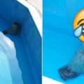 日本網友看到水族館的小海豹「靠在牆邊不動」本來還有點擔心，但一近看它的表情就被萌到飛天了！