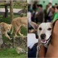 丹麥動物園跟民眾徵收「不要的寵物」，用在「這個地方」...讓每個動保團體都要氣炸了！