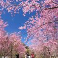 每年必搶賞櫻名額最美武陵櫻花季交管時間
