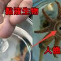 15種只以為存在在科幻電影裡的詭異生物，#9長著人臉的魚真的是此生最驚恐