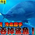 巨型石斑冷血殺手一口吞掉鯊魚！