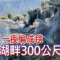 蜘蛛網一夜編成毯覆蓋湖畔300公尺