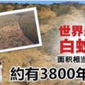 巴西發現巨大「白蟻城」，約有3800年歷史，面積等同英國！