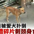 拿玻璃茶壺被愛犬撲倒·主人遭碎片刺頸身亡