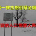 美國一棵古樹引發全鎮恐慌，「它是地獄的入口，無數人再次死亡…」