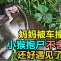 媽媽被車撞死小猴抱屍不舍離開還好遇見了他...