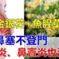 金銀花和魚腥草，每天來一些，緩解疼痛，趕跑鼻炎，鼻涕、鼻塞也和你說拜拜！