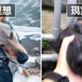 模仿網美拍照…自家狼犬卻「驚恐到模糊」　鏟屎官淚：網美與網黴的差別