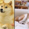 一代梗圖狗「Doge」已經這麼老...牠會永遠活在meme中