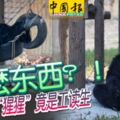 花180看假的？什麼東西？-動物園猩猩竟是工讀生!