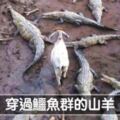 挖攏嘸咧驚啦！　25張「膽子特別大顆」的超霸氣動物