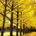 【關東紅葉】關東賞楓！東京近郊、日光紅葉景點大特搜