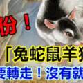 3月份家有（兔蛇鼠羊猴狗）一定要轉走，沒有就算了