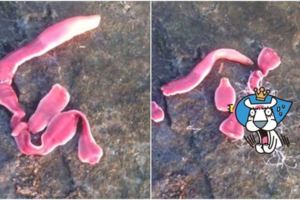 到野外驚見地上的「培根」會走動！瘋狂扭動最後還噴出不明白絲....噁！