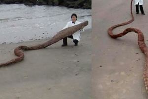海边出现巨大长条“海龙”，其面目难以真正验证