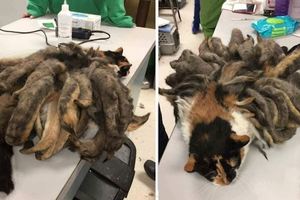 飼主得了阿茲海默症，無人照顧的牠成了「九尾妖貓」！清掉毛後讓人眼睛都亮了...