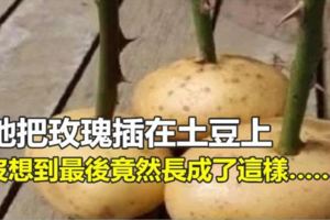 她把玫瑰插在土豆上，沒想到最後竟然長成了這樣……