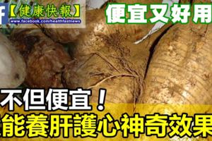 它是「千年人參」養肝護心效果好，關鍵還便宜！男人女人都能吃！