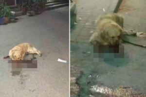迎接主人回家的忠犬不小心刮花車門「結果慘被毒打」，牠當時的反應讓路人都不忍心衝過去搶救…