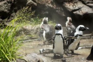 大人小孩一定都超愛！到池袋陽光水族館看企鵝太療癒啦！