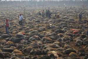 世界上最大的動物祭祀盛典，屠殺數以萬計，只為「女神」的光顧~!