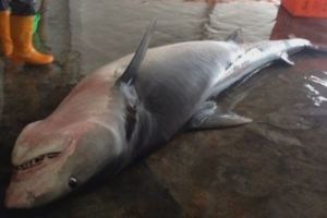 漁夫撒網捕抓到這條「看起來有點古怪」的鯊魚，把魚肚子「解剖」後才流冷汗「還好發現得早！」