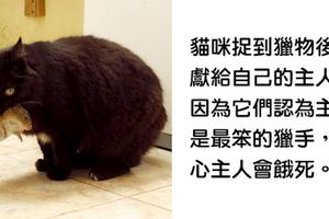 15個「你和朋友們都應該要知道」的奇趣冷知識，第四個關於動物的事實把我萌哭了！