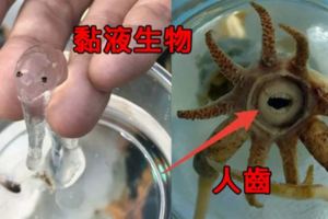 15種只以為存在在科幻電影裡的詭異生物，#9長著人臉的魚真的是此生最驚恐