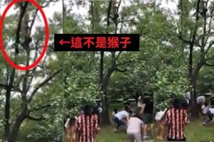 強國人逛北京植物園！遊客爬上樹狂搖「底下貪民瘋搶棗」…網友看傻：要退化成猴了(影