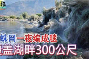 蜘蛛網一夜編成毯覆蓋湖畔300公尺