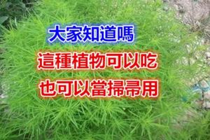 大家知道嗎這種植物可以吃也可以當掃帚用