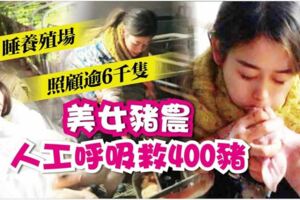 睡養殖場照顧逾6千隻美女豬農人工呼吸救400豬!