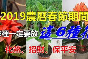 農曆春節期間，家裡擺放這6種花，化煞、招財、保平安